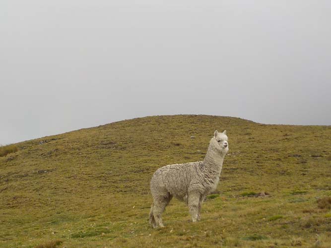 Alpaca posing for the camera