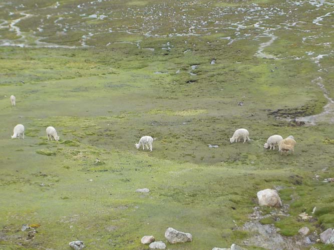 Llamas and alpacas grazing