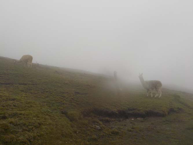 Llamas in the mist