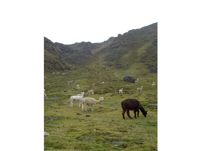 Grazing in the Andes